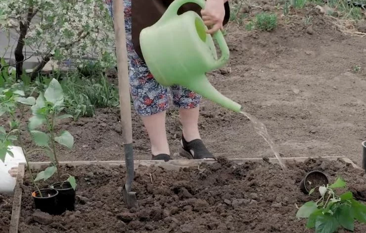 Как часто поливать перец сладкий