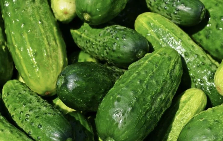 календарь посадки огурцов в мае