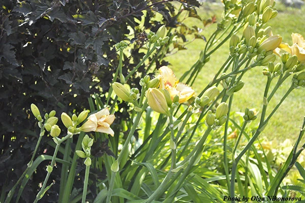 Где посадить лилейник