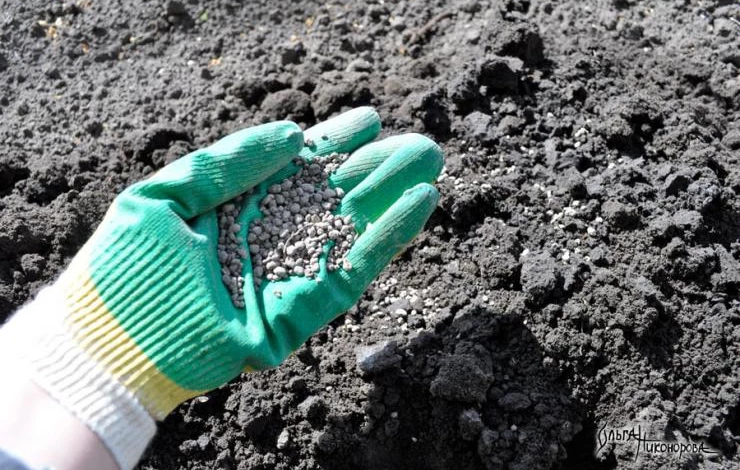 Как посадить лилейник в открытый грунт