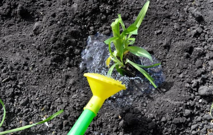 Как поливать лилейник