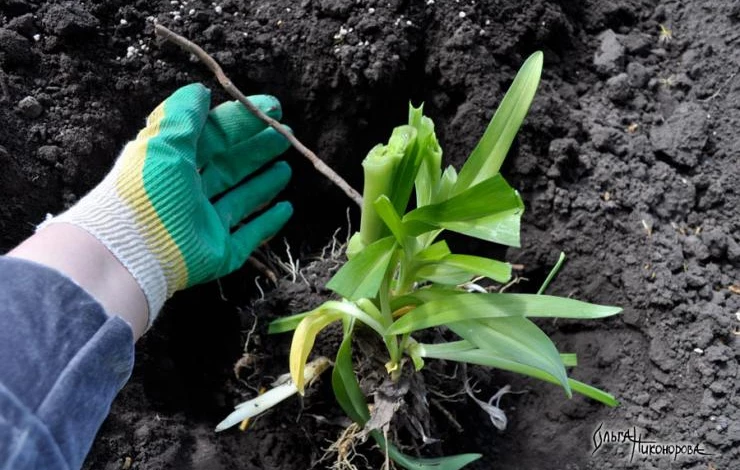 Корни лилейника при посадке нужно расправить