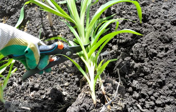 У деленки лилейника обрезают листья