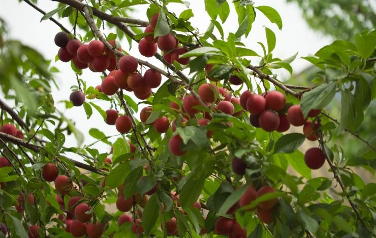 выращивание сорта алычи кубанская комета