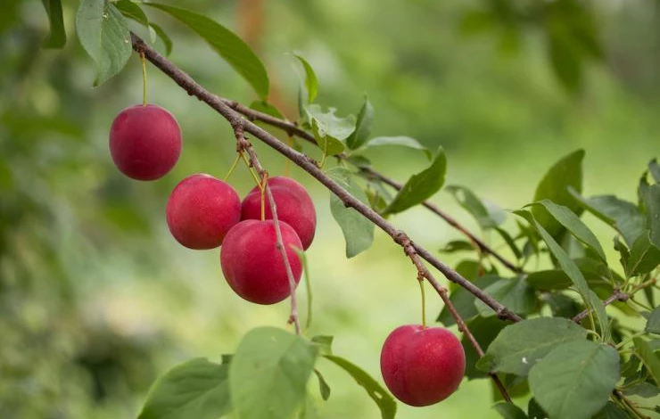 уход за алычой кубанская комета