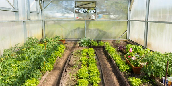 совместные посадки в теплице