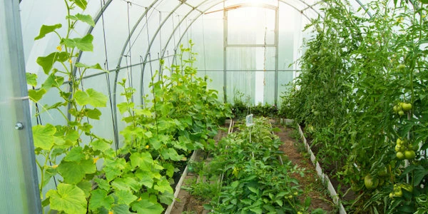 совместные посадки огурцов и томатов