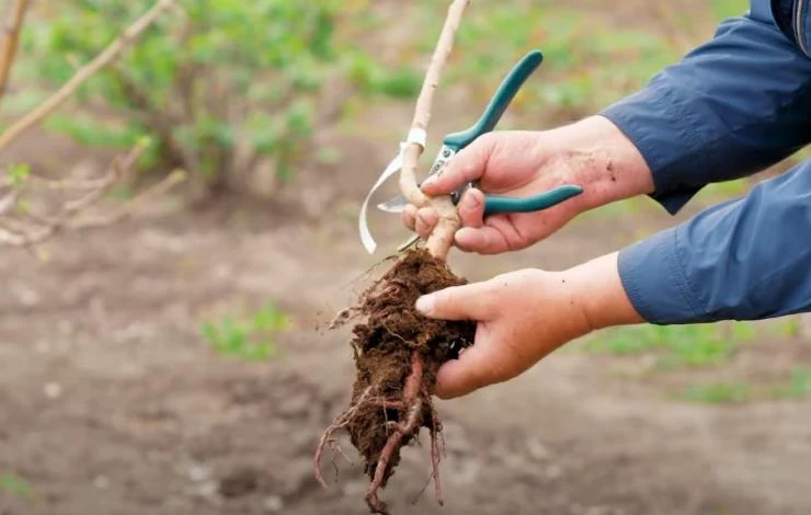 Как вырастить дерево абрикоса