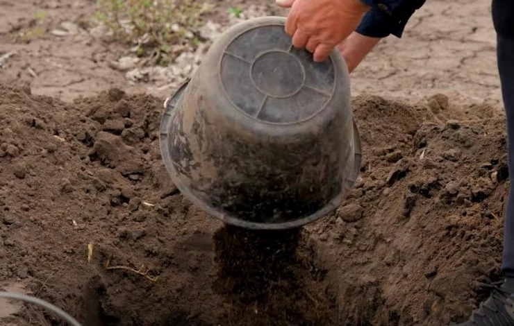 В какую почву сажать абрикос