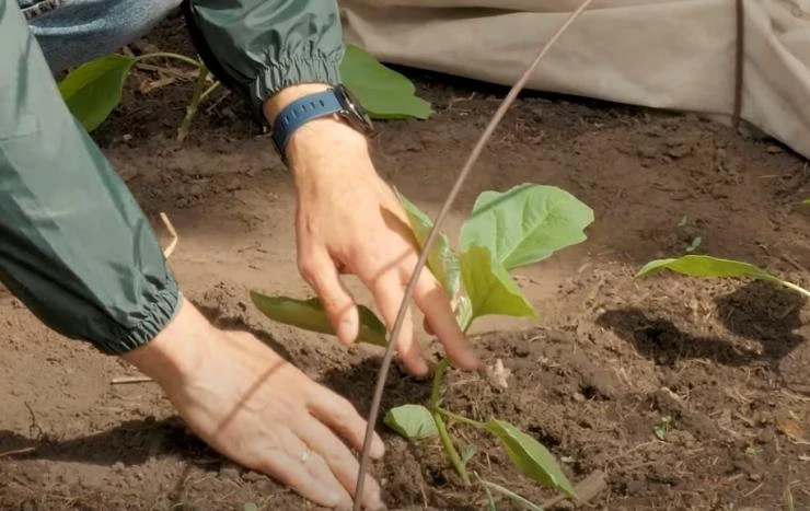 Правила полива баклажанов