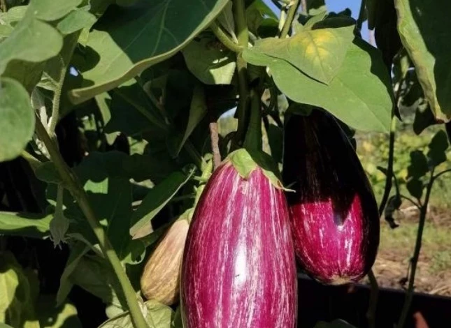 Полив баклажанов во время плодоношения