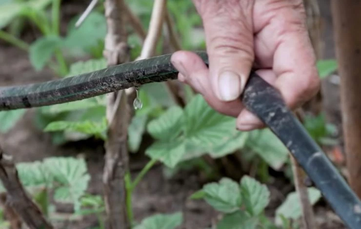 как поливать кустарники летом