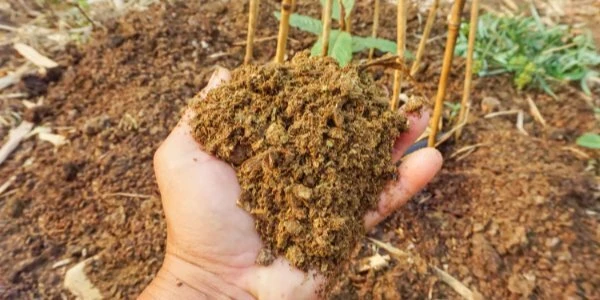 Удобрение коровяком