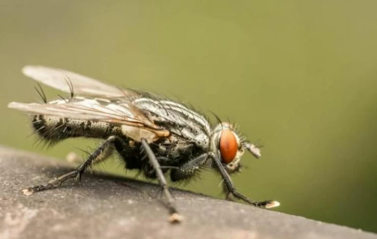 Табачная пыль от вредителей