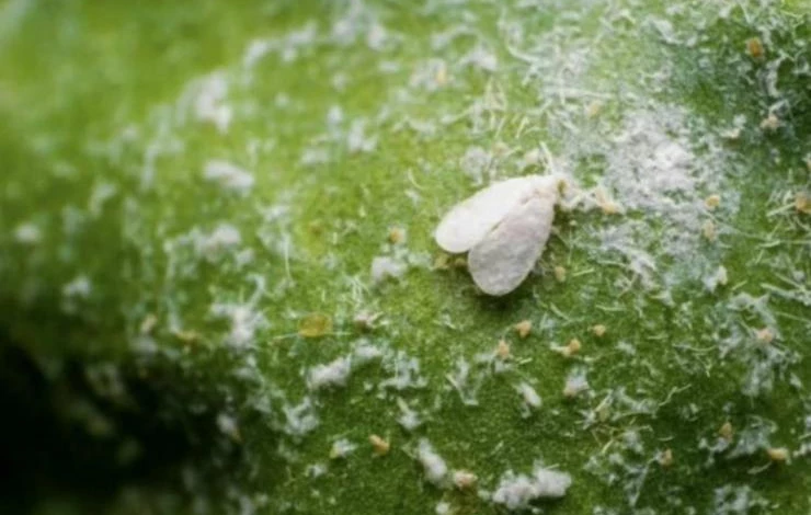 Борьба с белокрылкой