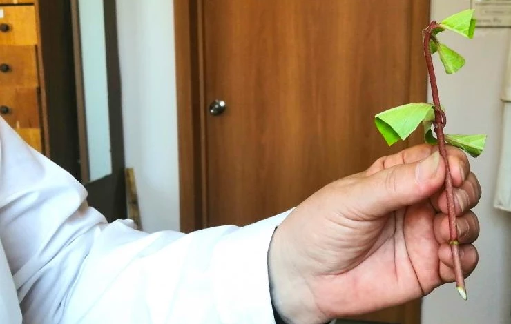 размножение гортензии черенками