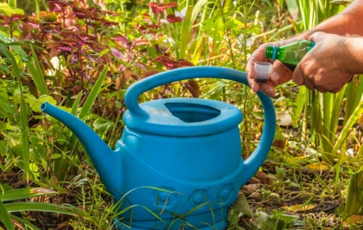 Жидкие удобрения для жимолости