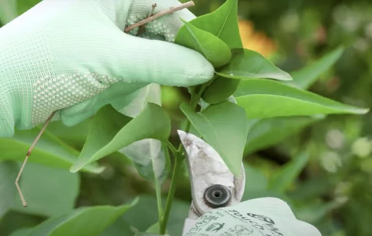 профилактика от комаров