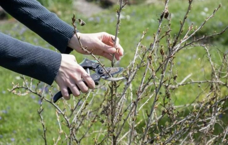 обрезка смородины летом