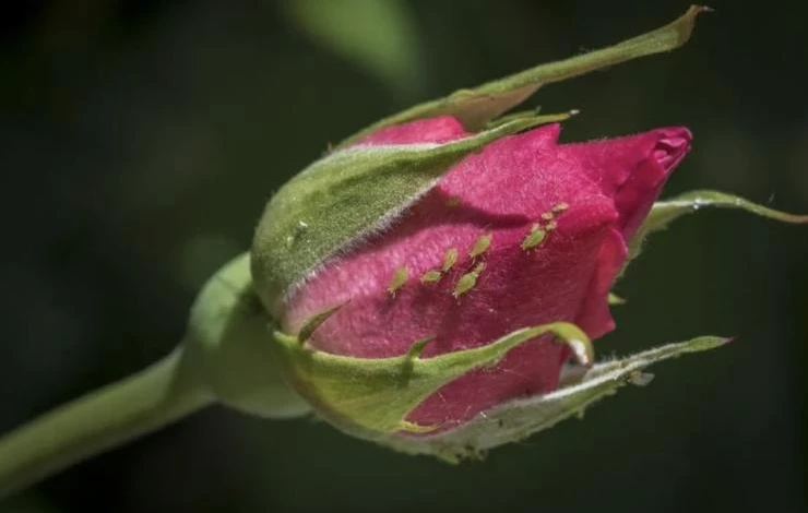 не цветет комнатная роза