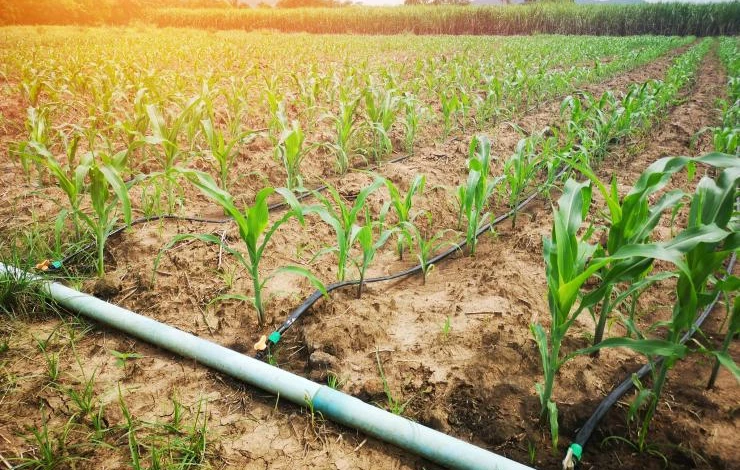 Капельный полив для растений