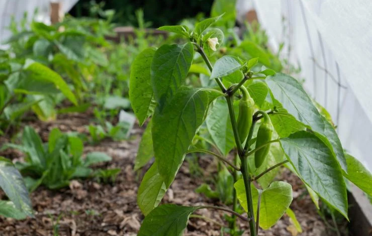 Внесение азотных удобрений в июле