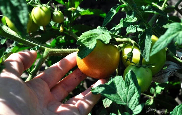 что собирать в июле