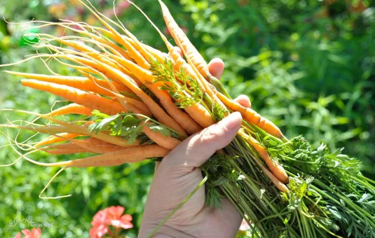 работы в саду