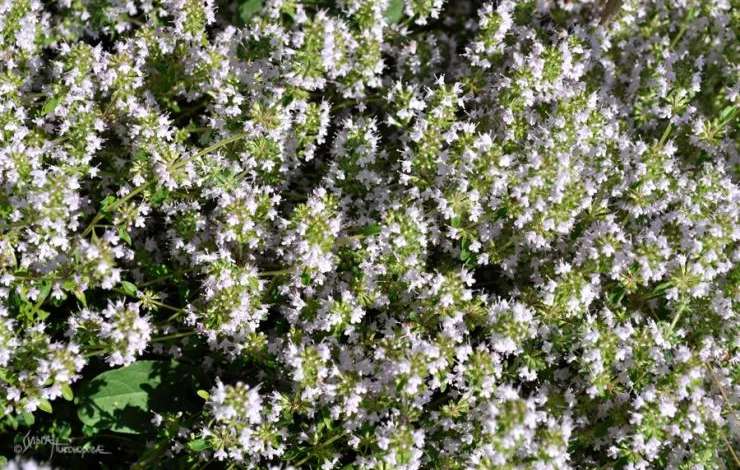 сбор лекарственных трав