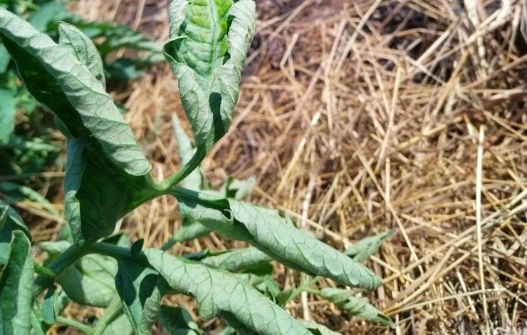 признаки нехватки калия