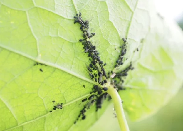 Зеленое мыло помогает от тли