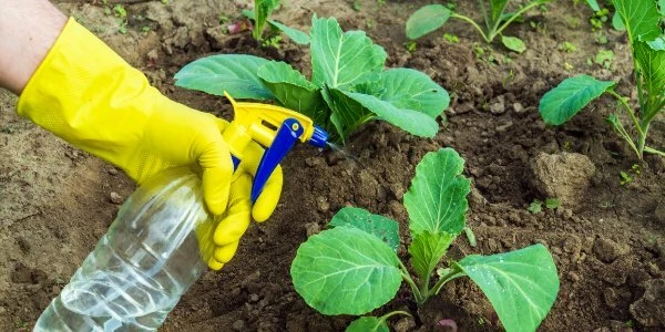 Обработка раствором зеленого мыла