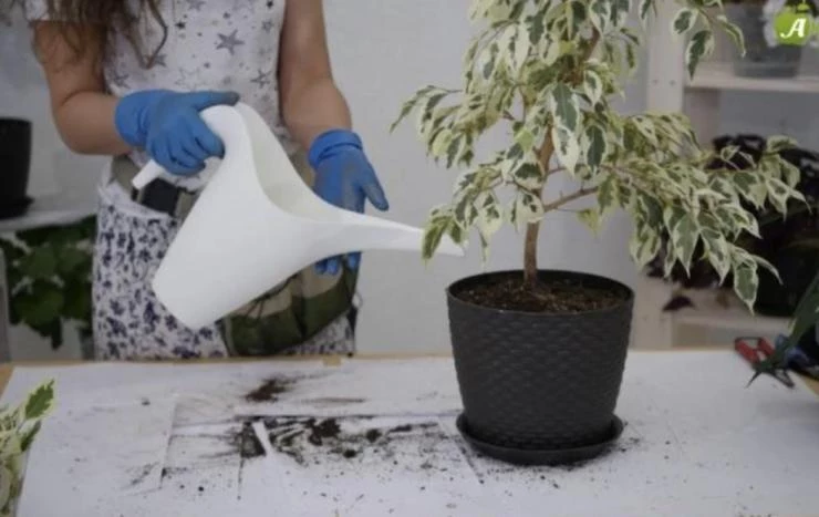 неприхотливый цветок для дома