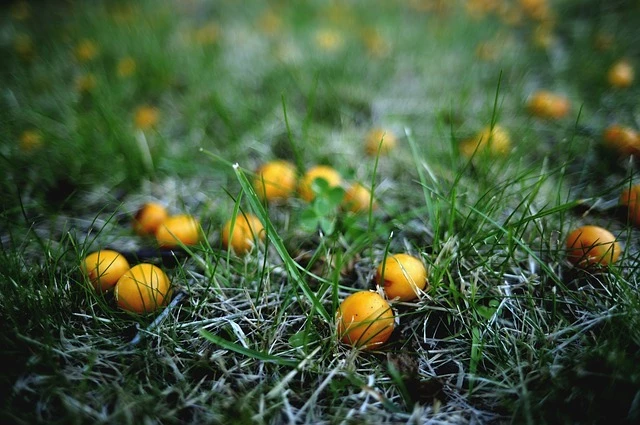 Слива желтая Хопты