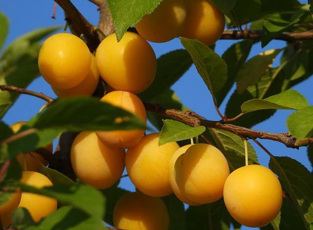 Сорт компотной сливы