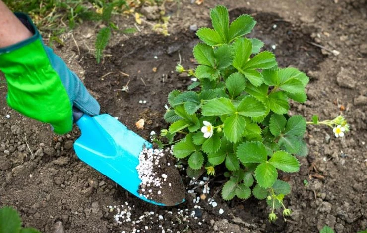 Как разводить аммиачную селитру для подкормки