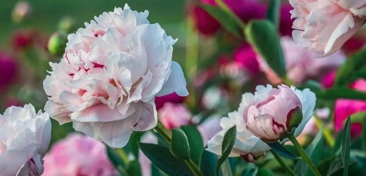 Пионы в августе