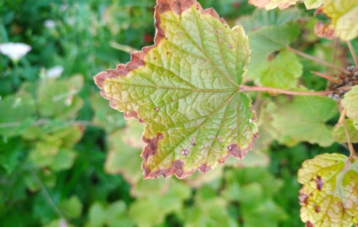 Калийное голодание растения