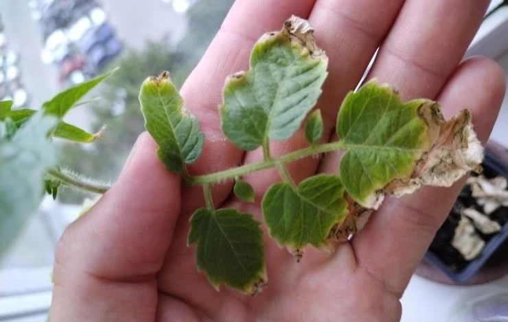 Краевое усыхание листьев растения