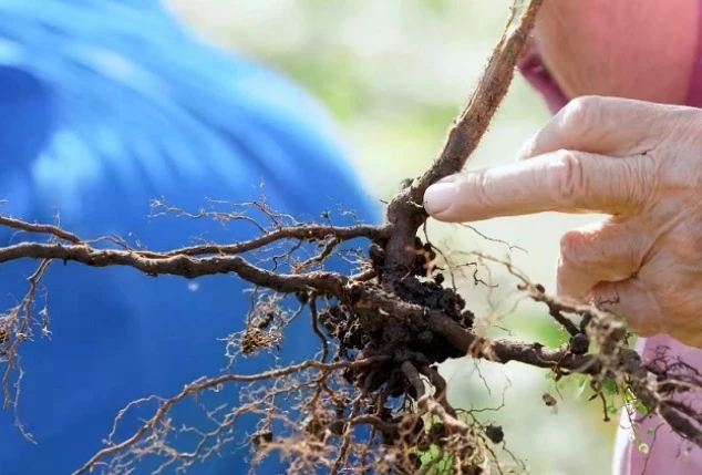 Саженец малины