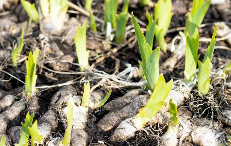 деление бородатых ирисов