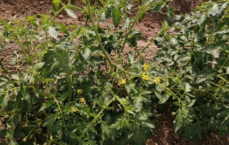 Подкормка помидоров фосфорно-калийными удобрениями