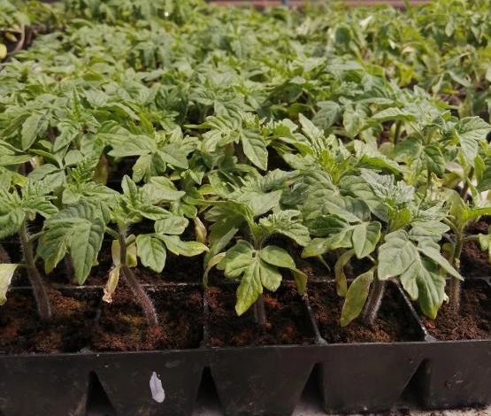 Фосфорно-калийные удобрения для рассады помидоров
