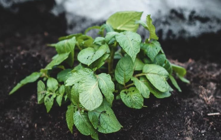 посадка картофеля