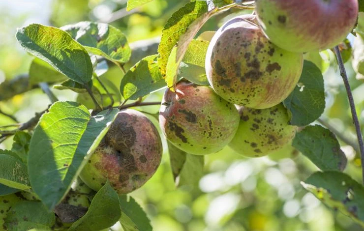 Парша яблони