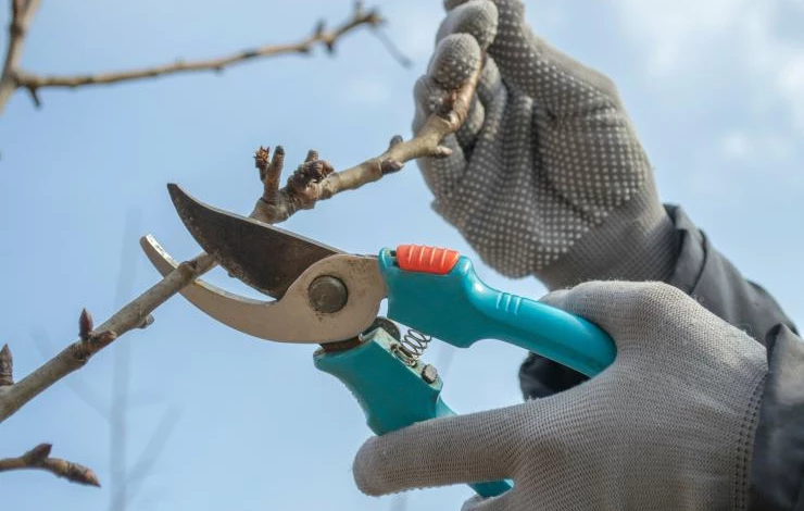 Санитарная обрезка яблони