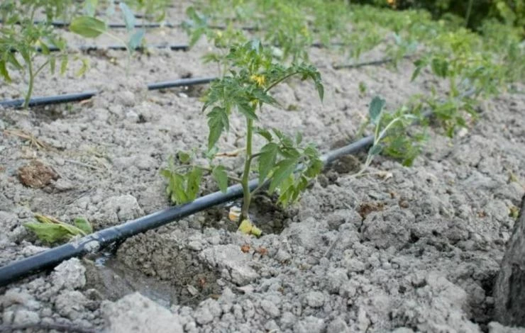 Капельный полив помидоров