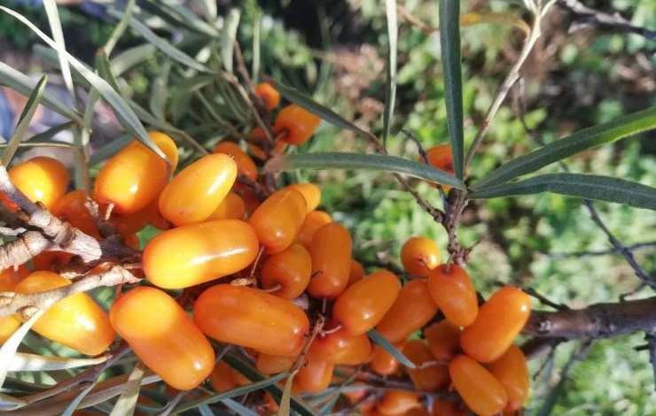 когда собирать облепиху