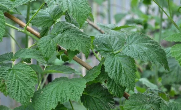 Куст малины