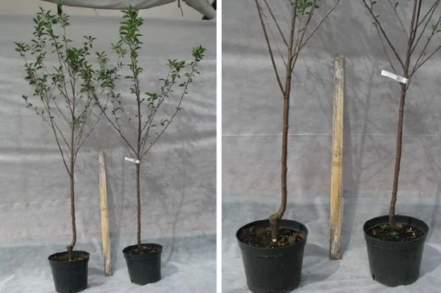 Саженцы вишни